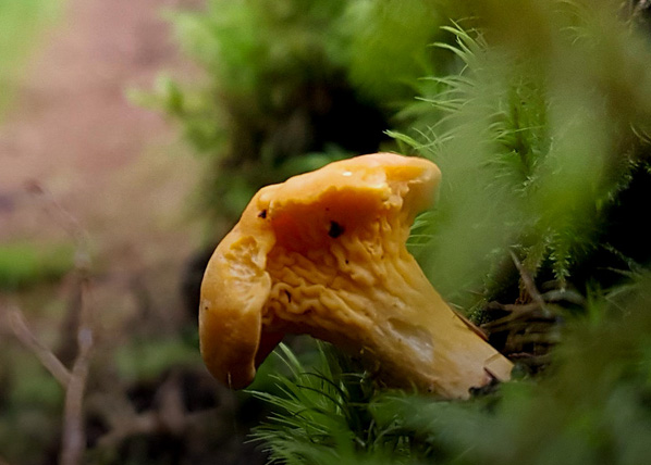 edible chanterelle mushroom